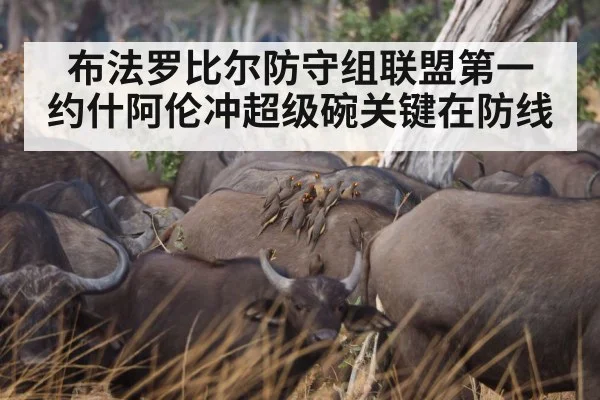 布法罗比尔防守组联盟第一 约什阿伦冲超级碗关键在防线